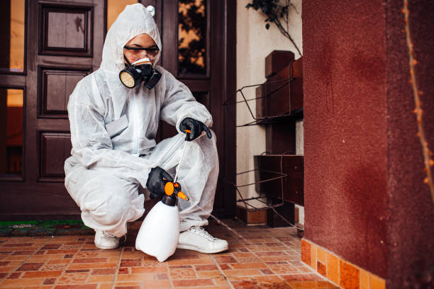 Attic and Crawl Space Rodent Treatment in Kent