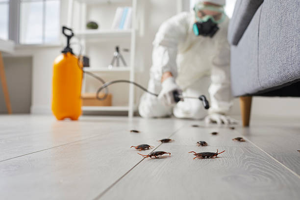 Commercial Rodent Management in Kent